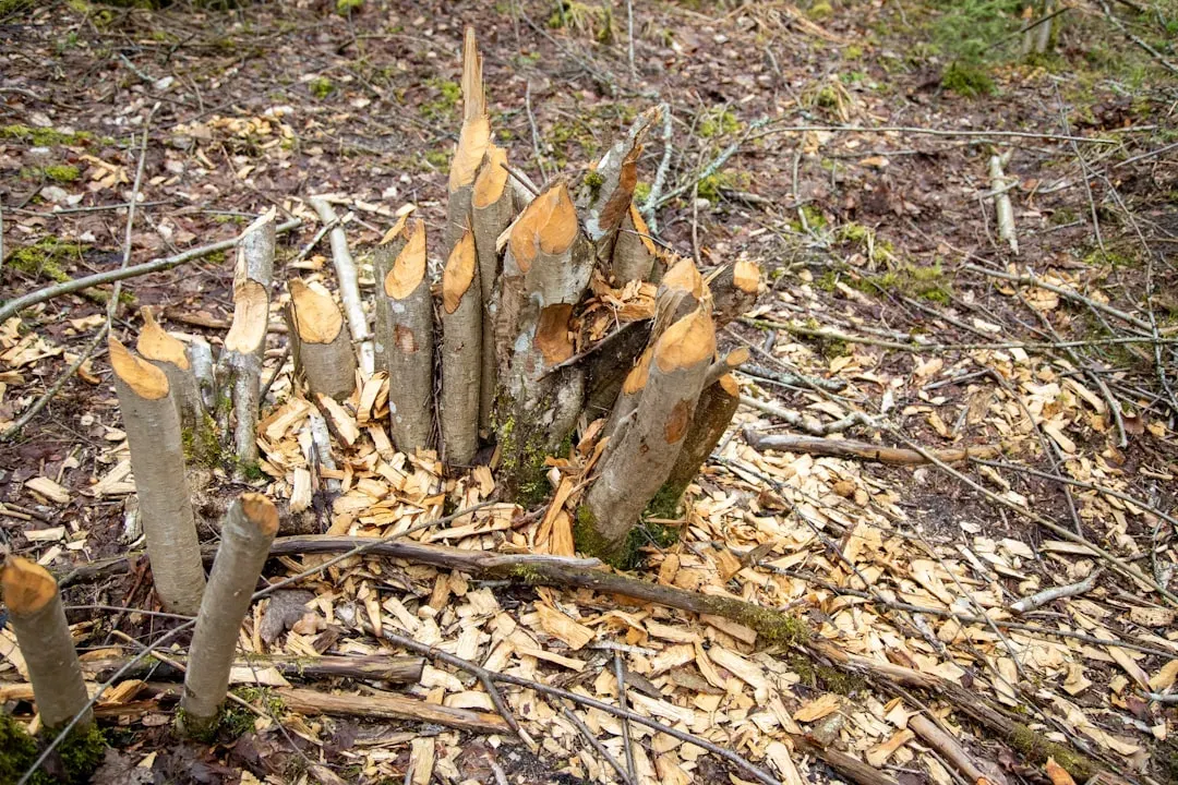 Ancient Beliefs Rooted in Protection (Image Credits: Unsplash)