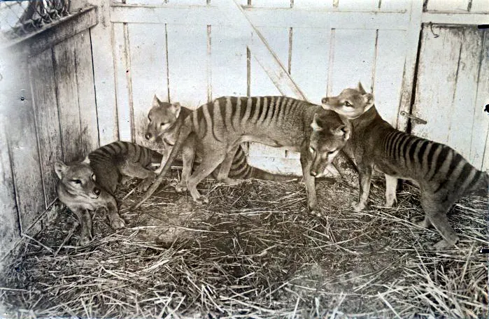 5. Thylacine: The Marsupial That Became a Predator Twice Over (By Unknown authorUnknown author, Public domain)