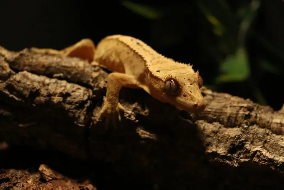 #4 - New Caledonian Crested Gecko: Lost, Then Found In Someone's Garden (Image Credits: Pexels)