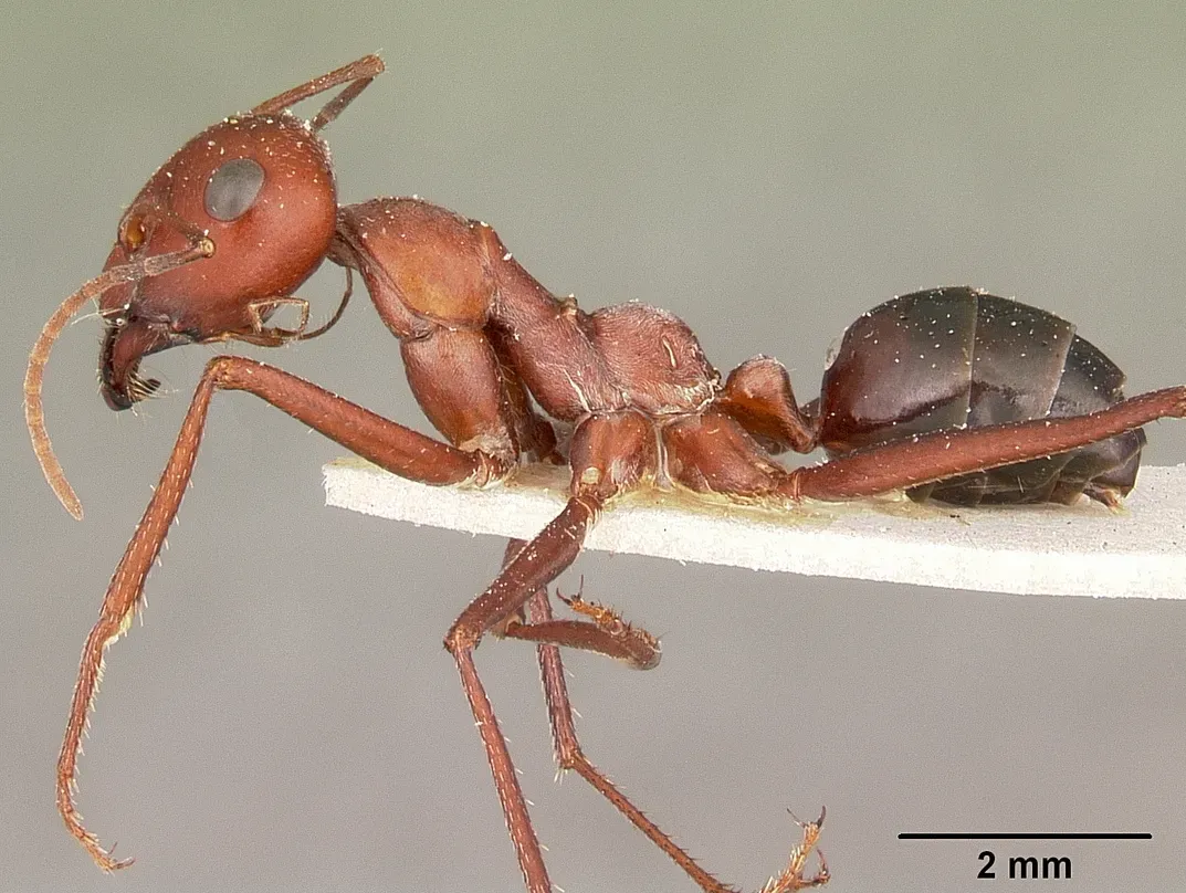 Heat-Proof Speedsters: Desert Ants and Reptiles Racing the Clock (Image Credits: Wikimedia)