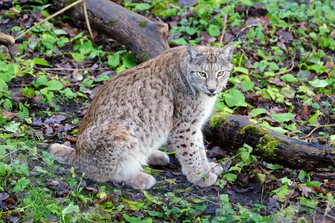 8. Bobcats – The Silent Stalkers You’ll Probably Never See (Image Credits: Unsplash)