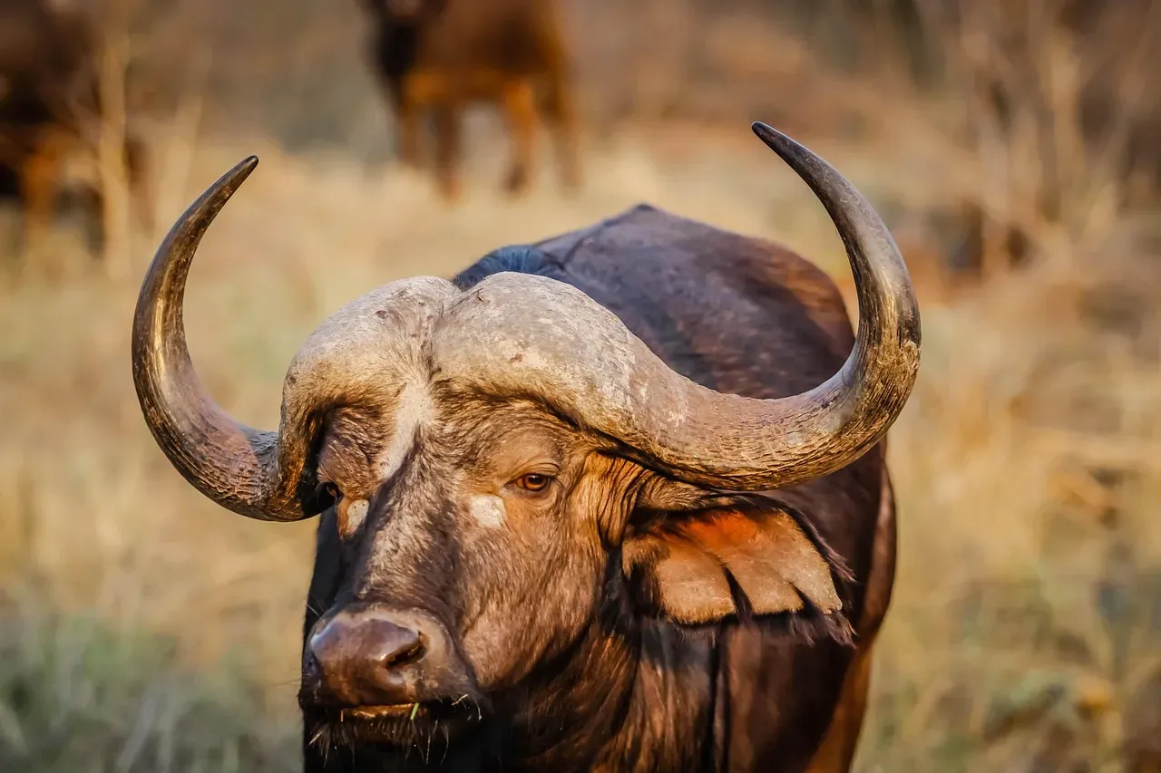 Taurus: The Steadfast Bull (Image Credits: Pixabay)