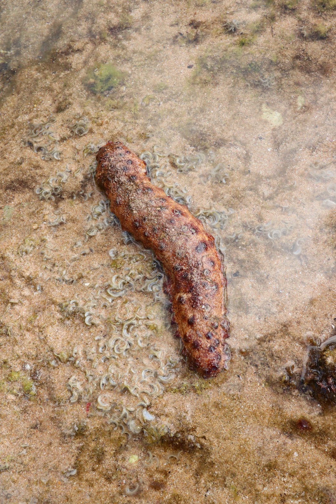 Sea Cucumbers - Guts Out, Life Restored (Image Credits: Unsplash)