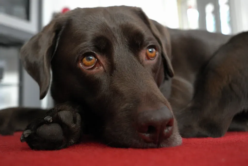 6. They share food-related patience they don't naturally have (ms_bulsara, Flickr, CC BY 2.0)
