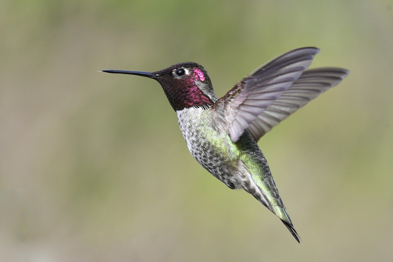 Taurus - The Delicate Hummingbird (Image Credits: Pixabay)