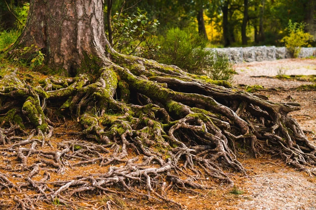 #3 - Roots Chase Water Through Soil (Image Credits: Unsplash)
