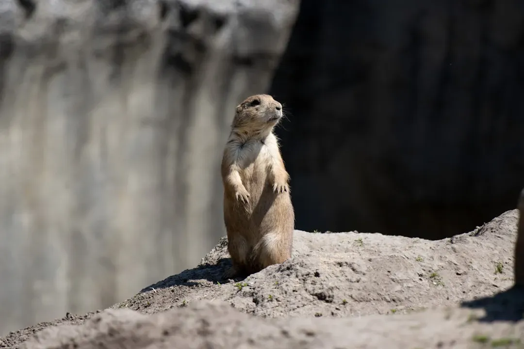 9. Prairie Dogs Describe Threats With Surprising Detail (Image Credits: Unsplash)