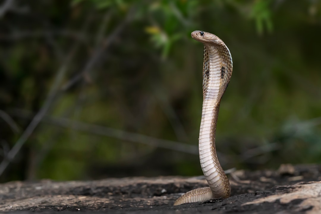 The Transformative Snake: Scorpio's Phoenix Power (Image Credits: Unsplash)