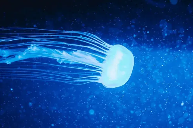 1. The Immortal Jellyfish Can Technically Age Backwards (Image Credits: Pexels)