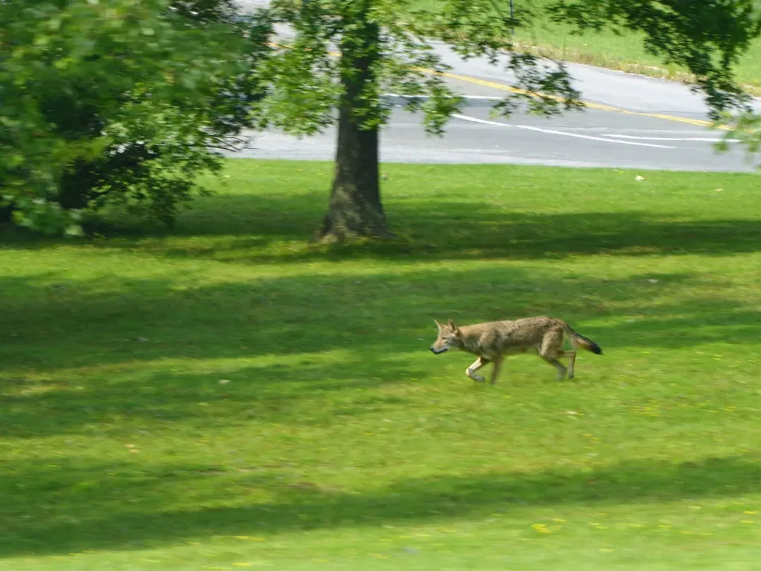 Green Corridors and Edge Habitats Suit Coyote Behavior Perfectly (Image Credits: Unsplash)