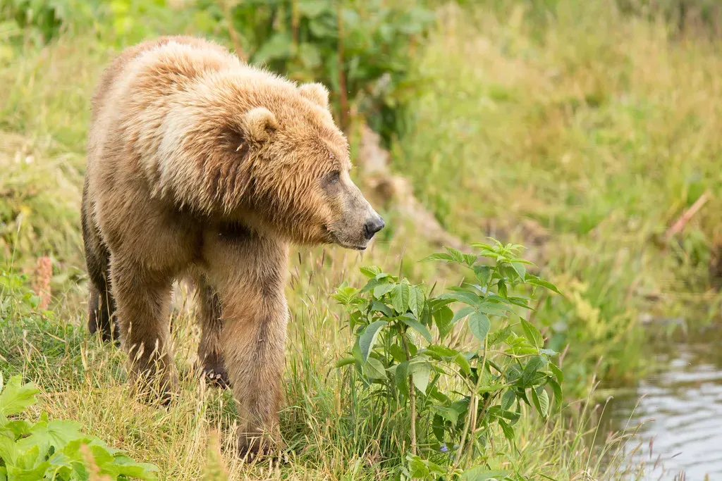 1. Brown (Grizzly) Bears: Salmon-River Superpredators (Image Credits: Flickr)