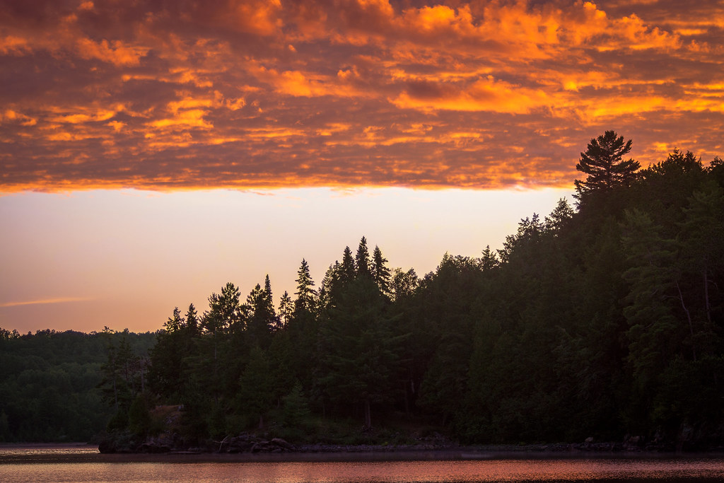 Beyond Silver Birches: What Other Trees Might Sleep (Image Credits: Flickr)