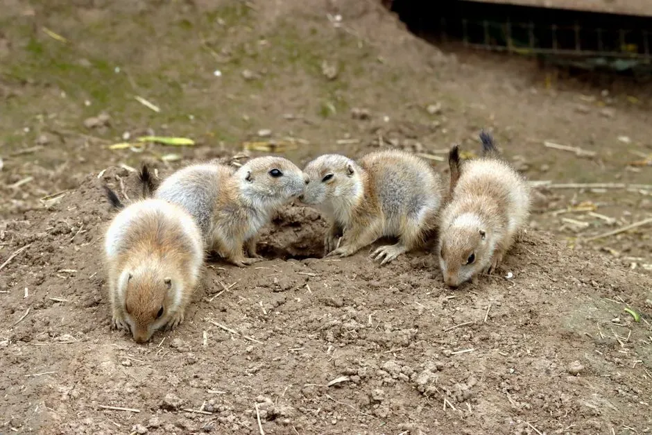 Learning The Language: Are Prairie Pups Born Fluent? (Image Credits: Pexels)