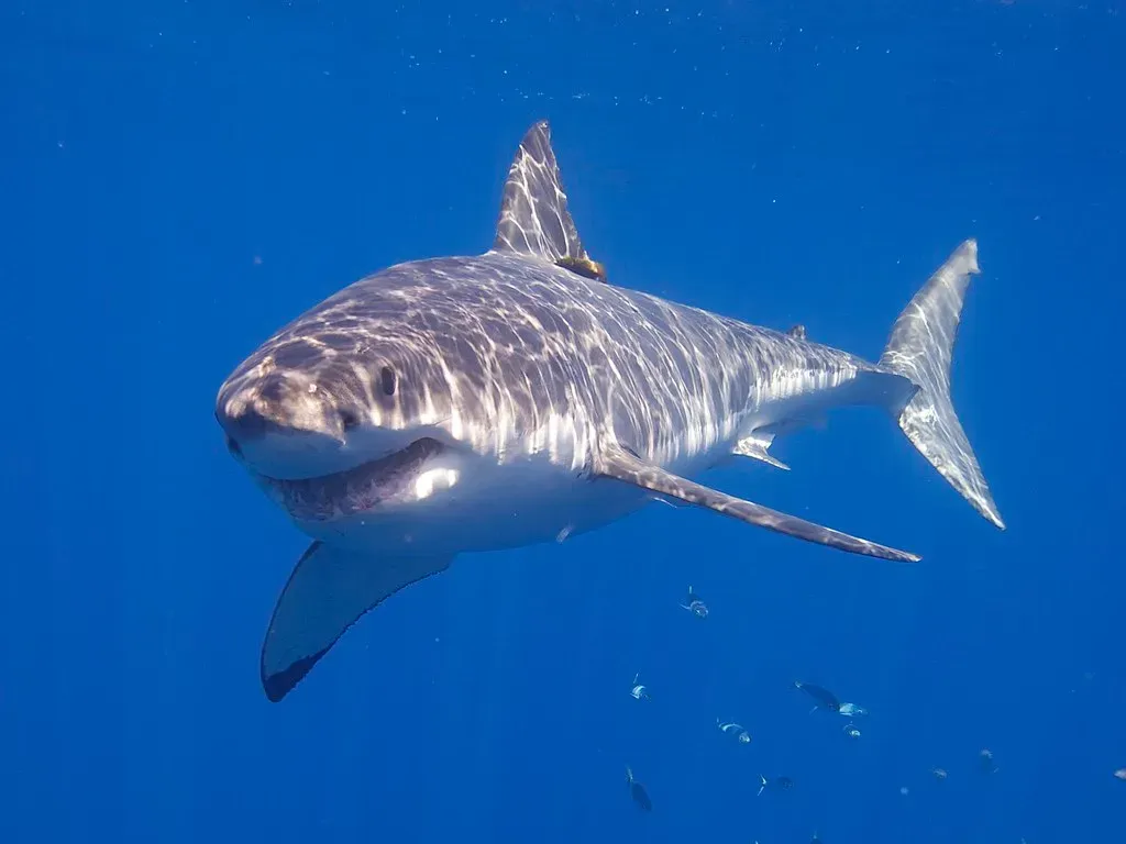 2. Great White Shark: The Underwater Electrical Detector (Elias Levy, Flickr, CC BY 2.0)