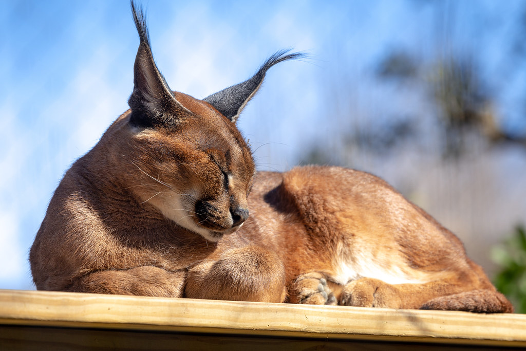 The Caracal's Grace: Taurus and Desert Elegance (Image Credits: Flickr)