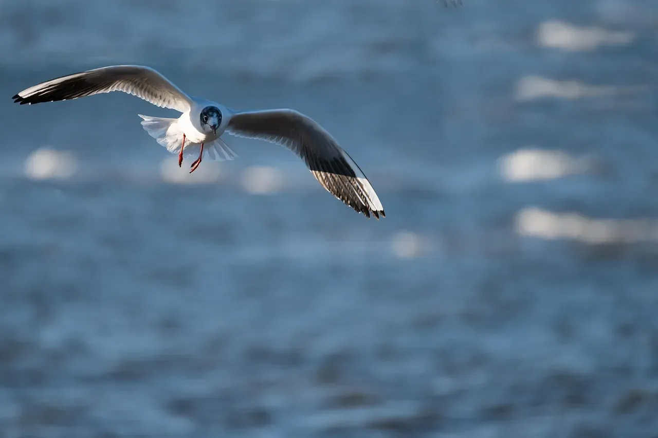 #5 - The Wingtip Vortices That Let Birds Fly for Free (Image Credits: Pixabay)
