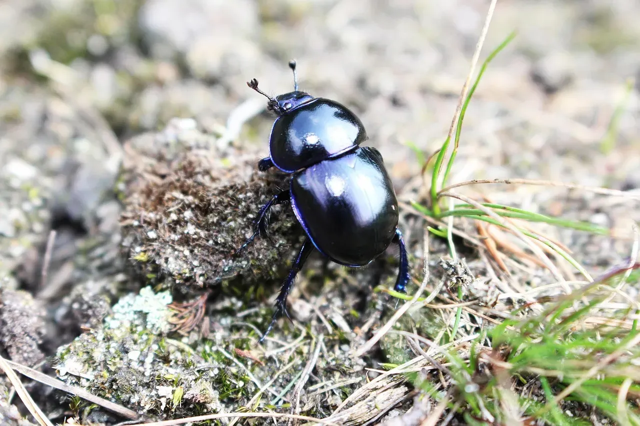 Dung Beetle's Celestial Navigation System (Image Credits: Pixabay)
