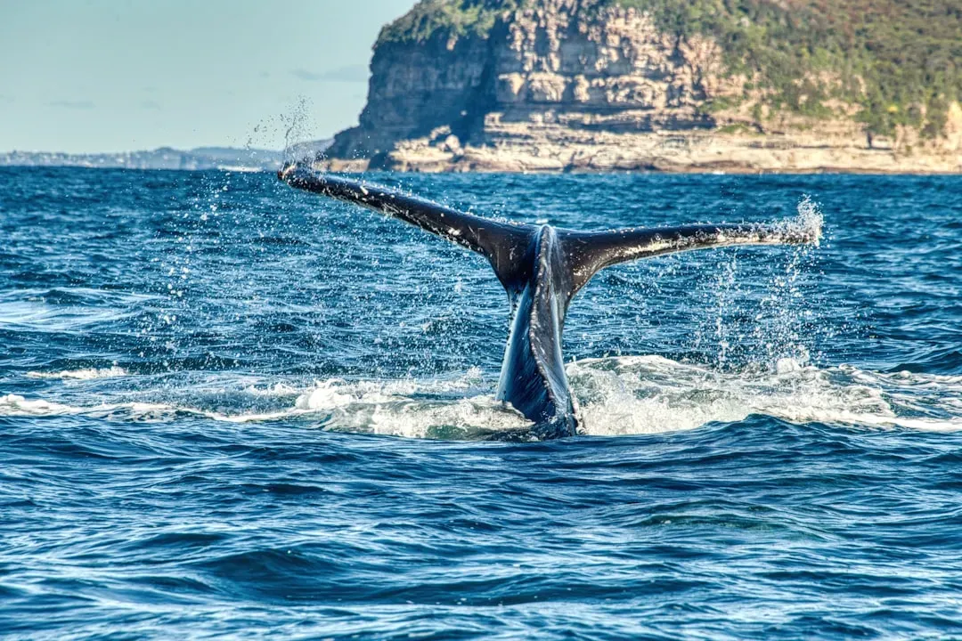 Whales and Other Marine Giants: Navigating the Blue Desert (Image Credits: Unsplash)