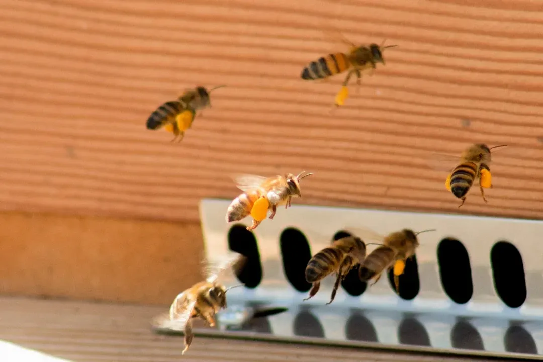 The Honeybee's Choreographed Directions (Image Credits: Unsplash)