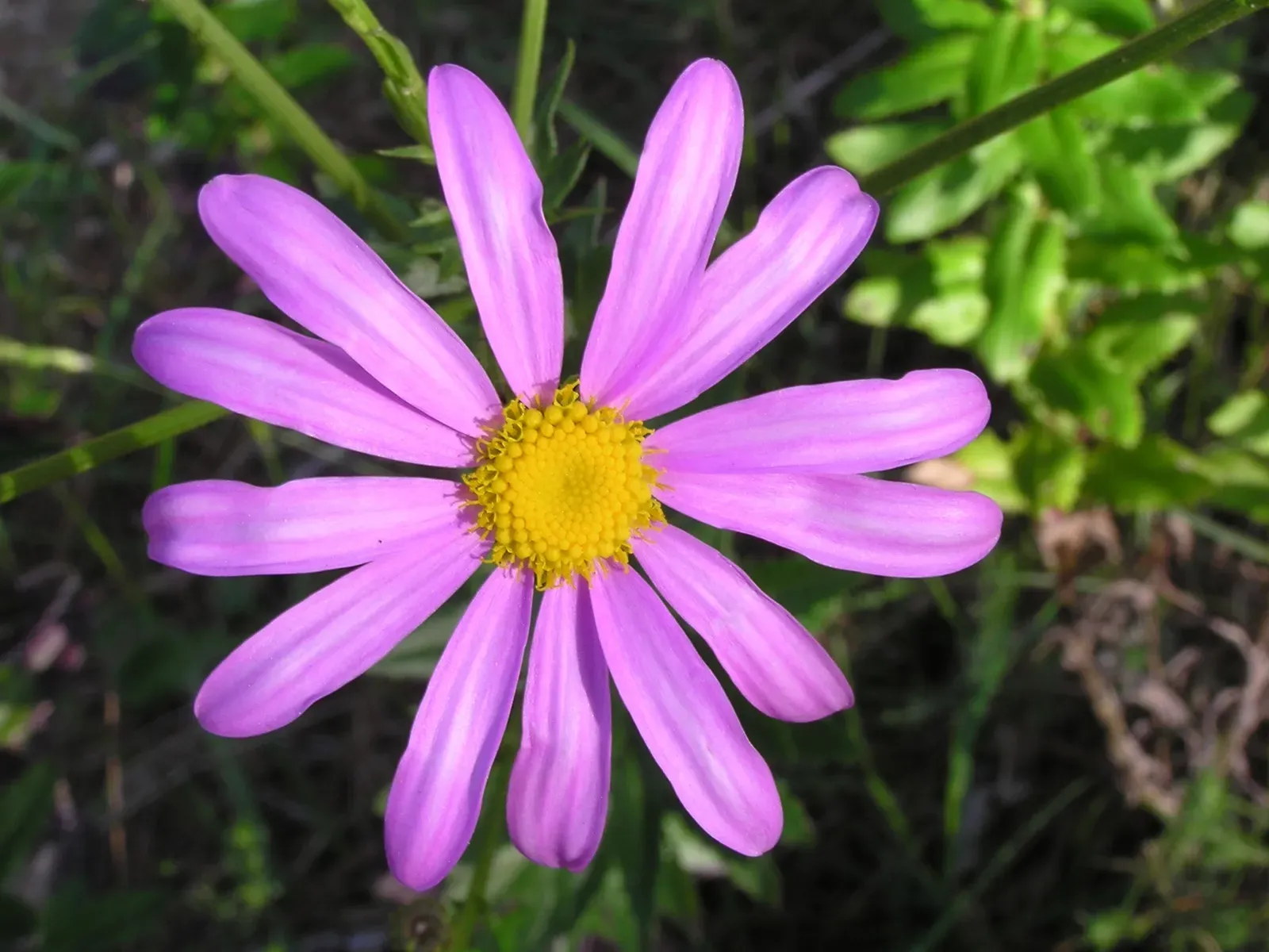 #10 - Mauve: The Failed Malaria Drug That Started a Chemical Empire (By Tony Wills, CC BY 2.5)