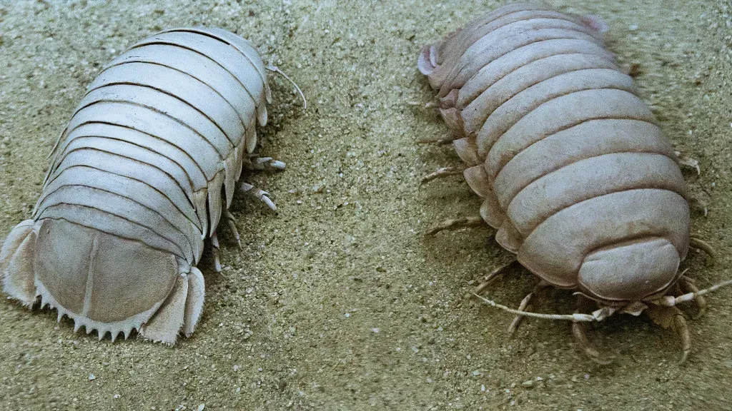 Giant Isopod: The Deep Sea’s Armored Tank Bug (Image Credits: Flickr)