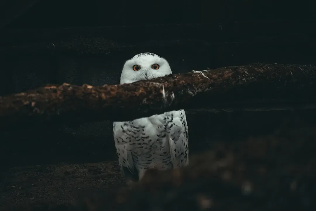 Folklore’s Take: Harbinger, Guardian, Or Trickster in the Dark (Image Credits: Unsplash)