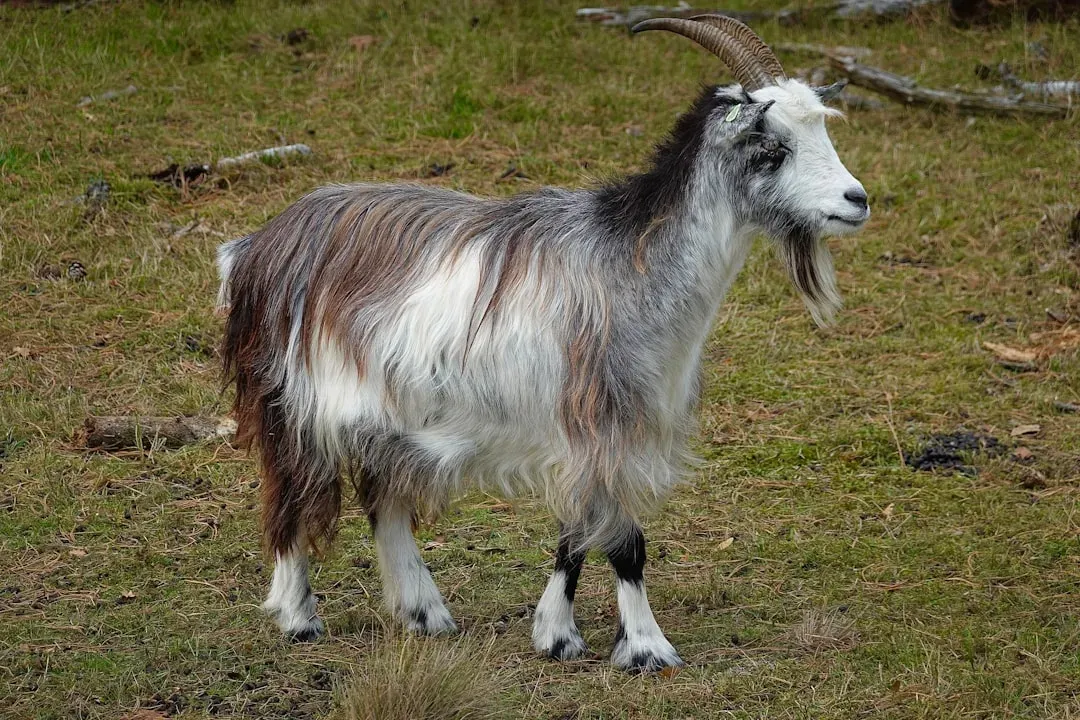 The Creative Goat: Gentle and Artistically Inclined (Image Credits: Unsplash)