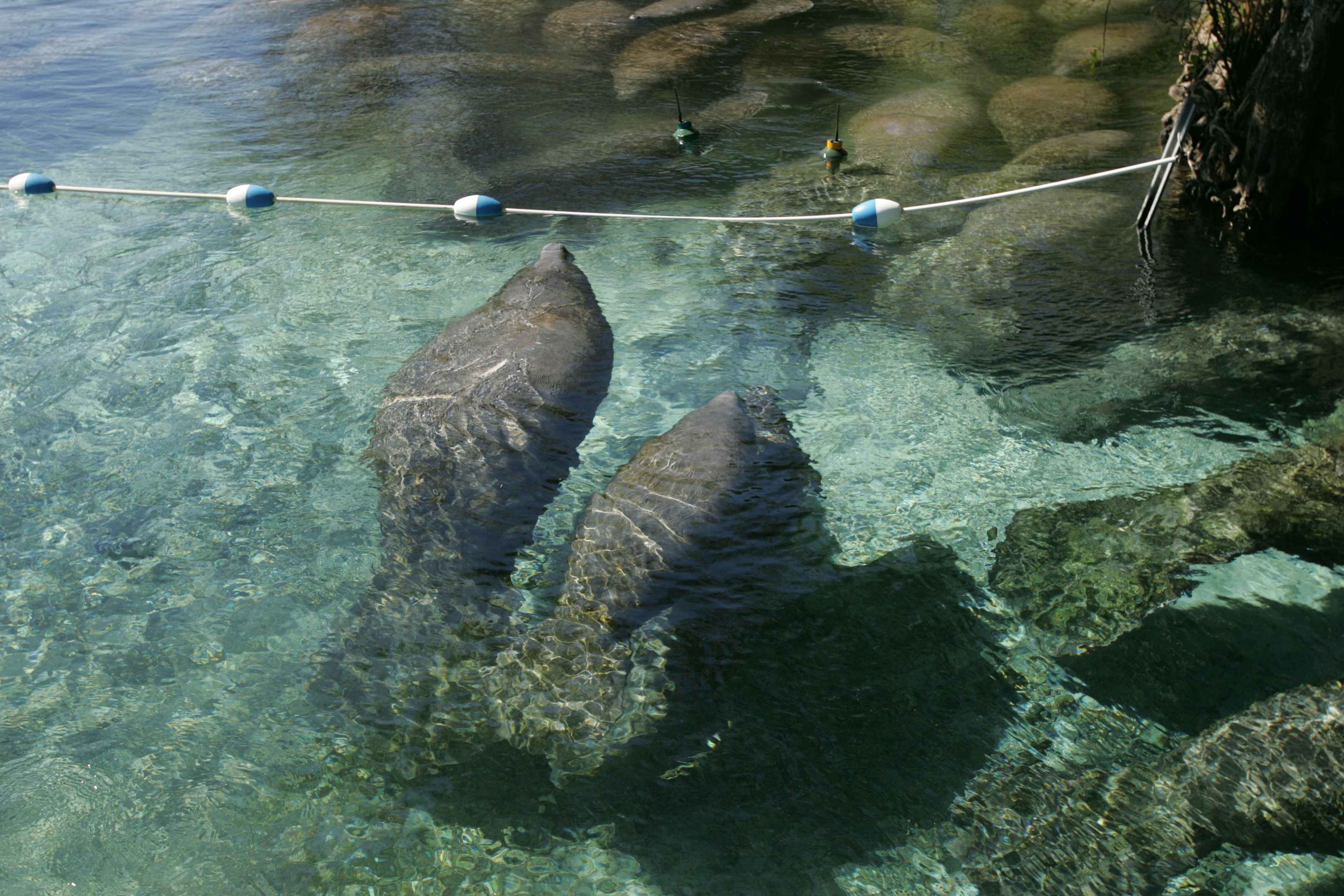 Warm Springs, Cold Stakes: Florida Manatees Seek Refuge (Image Credits: Wikimedia)