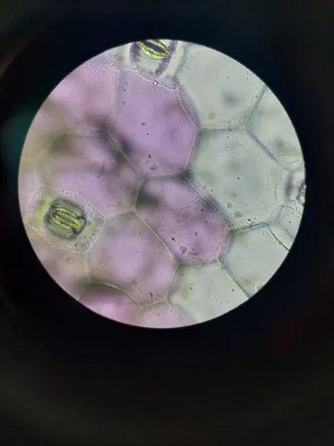 DNA, Organs, and the Limits of Revival: How Far Can Cells Come Back? (Image Credits: Pexels)