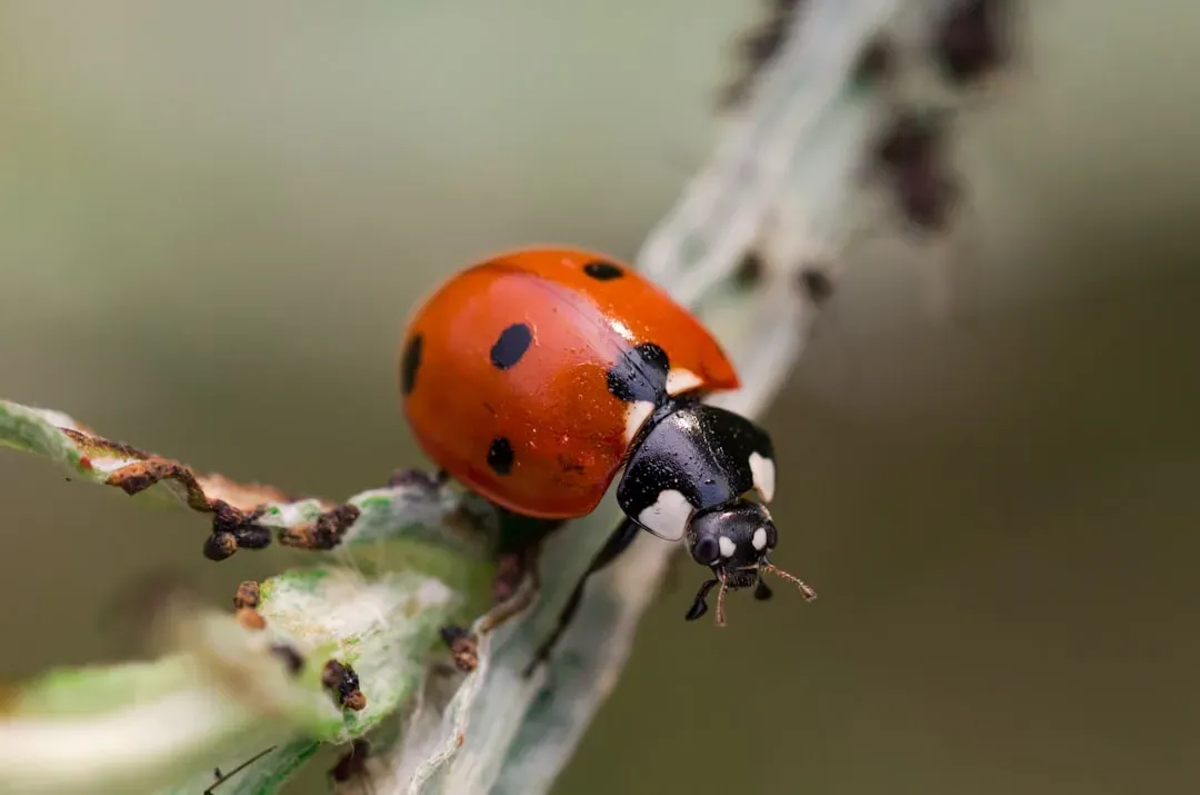 5. Ladybugs: Cute Shell, Brutal Appetite (Image Credits: Unsplash)