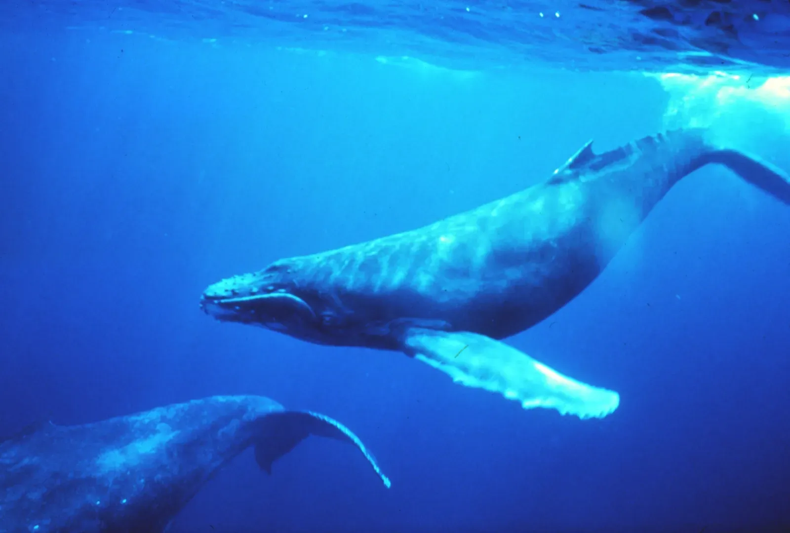 Whales You Will Never See Together Still End Up Singing the Same Song (NOAA Photo Library: sanc0602, Public domain)