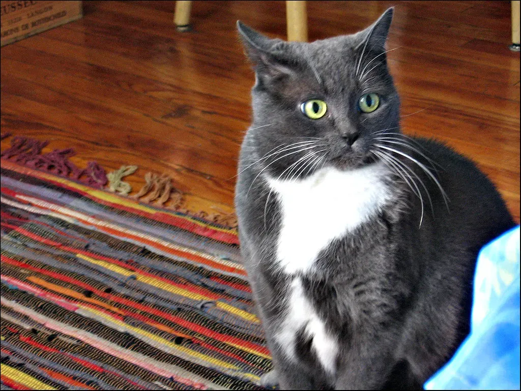 The Shock of Finally Hearing What Animals Think (Image Credits: Flickr)