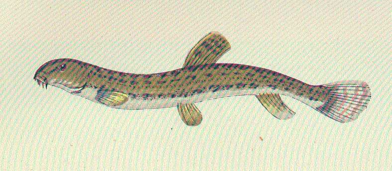 Batman River Loach: Turkey's Tiny Fish Survivor (Image Credits: Wikimedia)