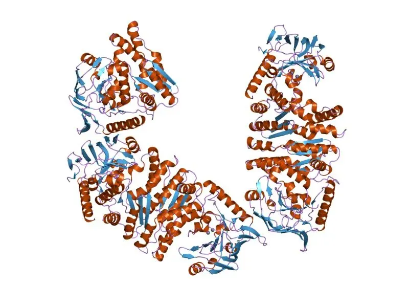 Specialized Protein Stabilization: Keeping the Machinery Running Under Extreme Heat (Image Credits: Wikimedia)