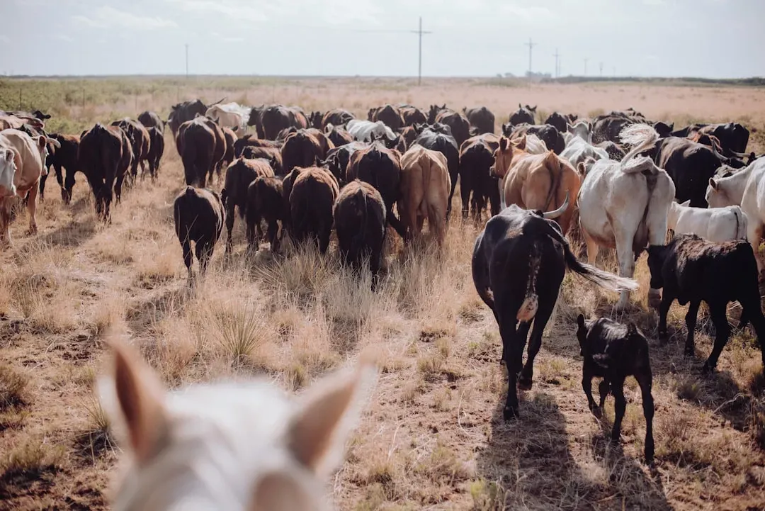 Horses, Cattle, and the Politics of Public Land (Image Credits: Unsplash)