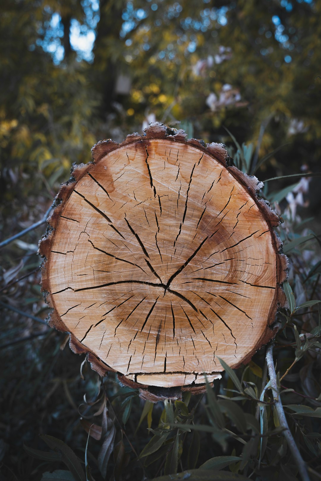 Global Perspectives (Image Credits: Unsplash)