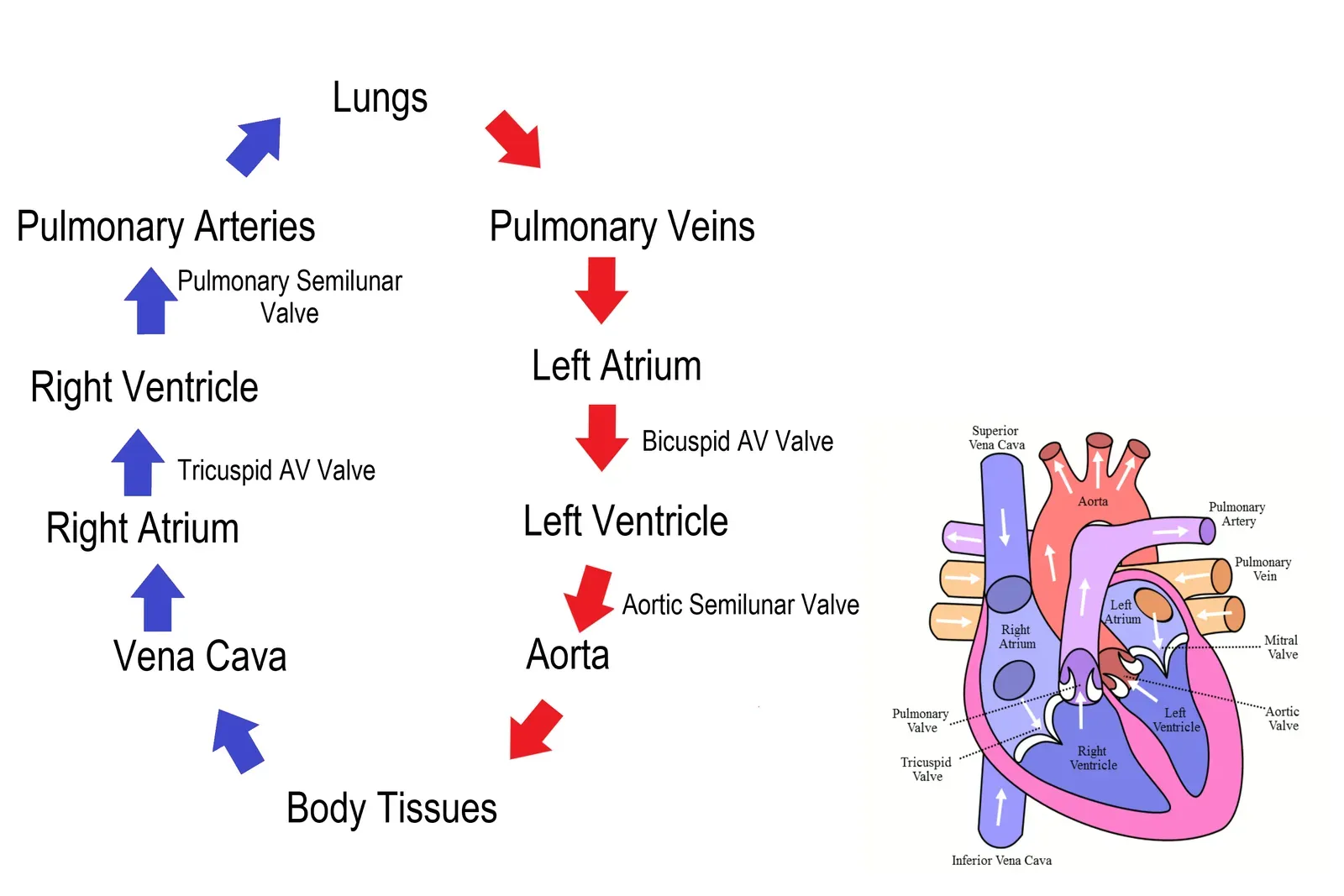 Your Heart: The Pump That Never Rests (By Christinelmiller, CC BY-SA 4.0)
