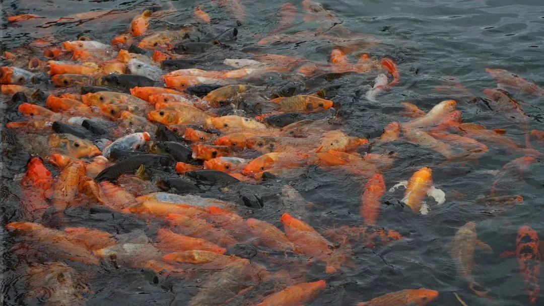 Pisces: The Sensitivity of the Fish in Deep Water (Image Credits: Unsplash)