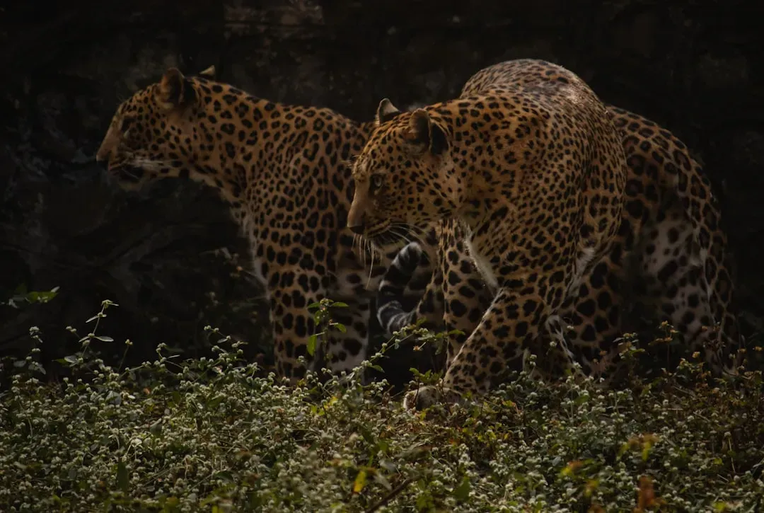 Predators Helped Shape How You Cooperate and Tell Stories (Image Credits: Unsplash)