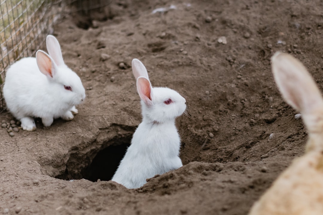 The Industrious Rabbit - Earth's Fertile Spirit (Image Credits: Unsplash)
