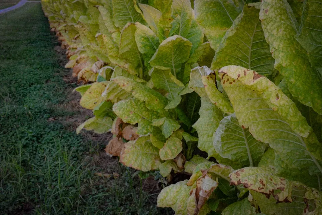 What This Means for Agriculture, Ecology, and Our Future (Image Credits: Unsplash)