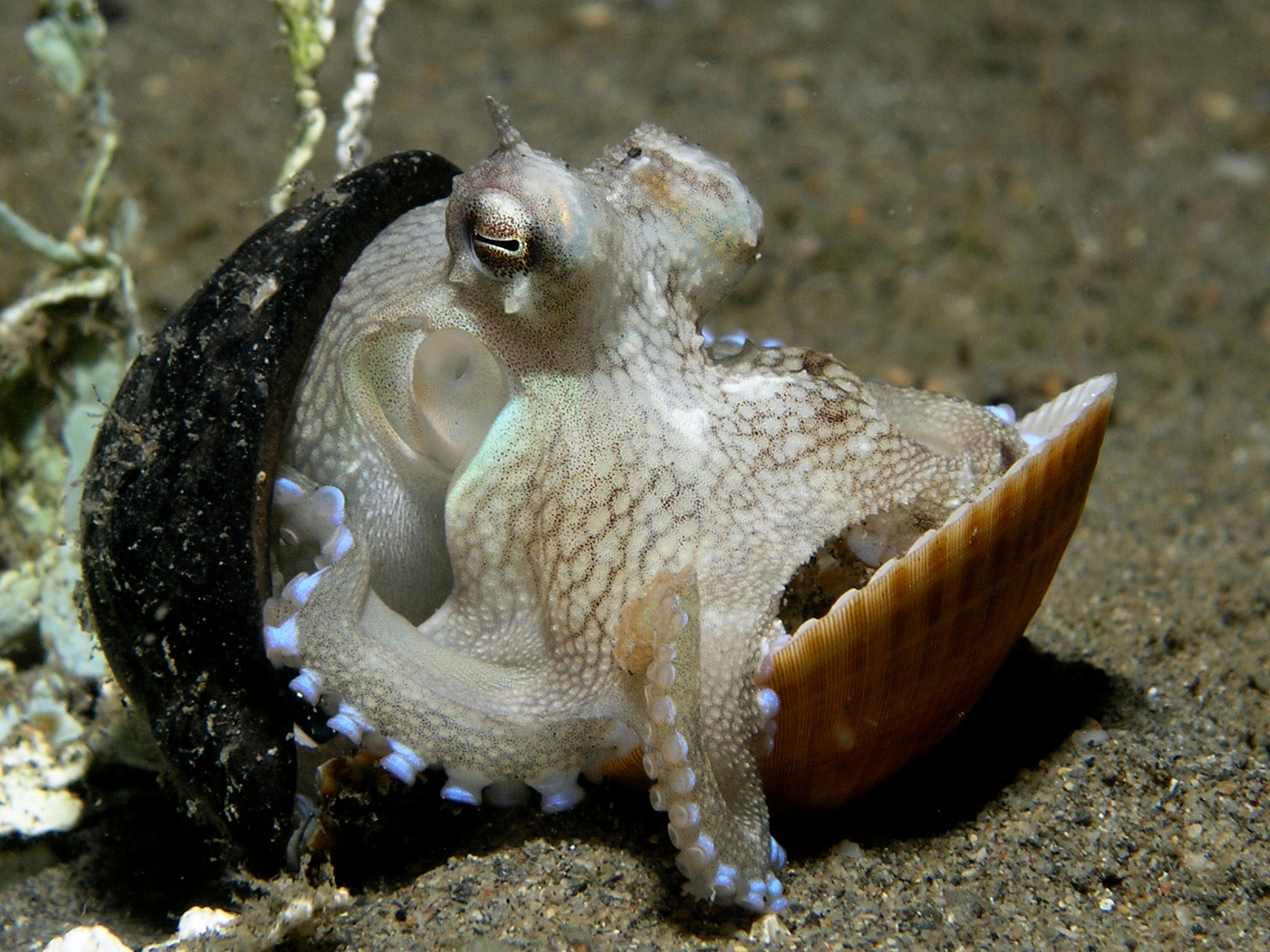 The Octopus: Strategic Intelligence in Change (Image Credits: Wikimedia)