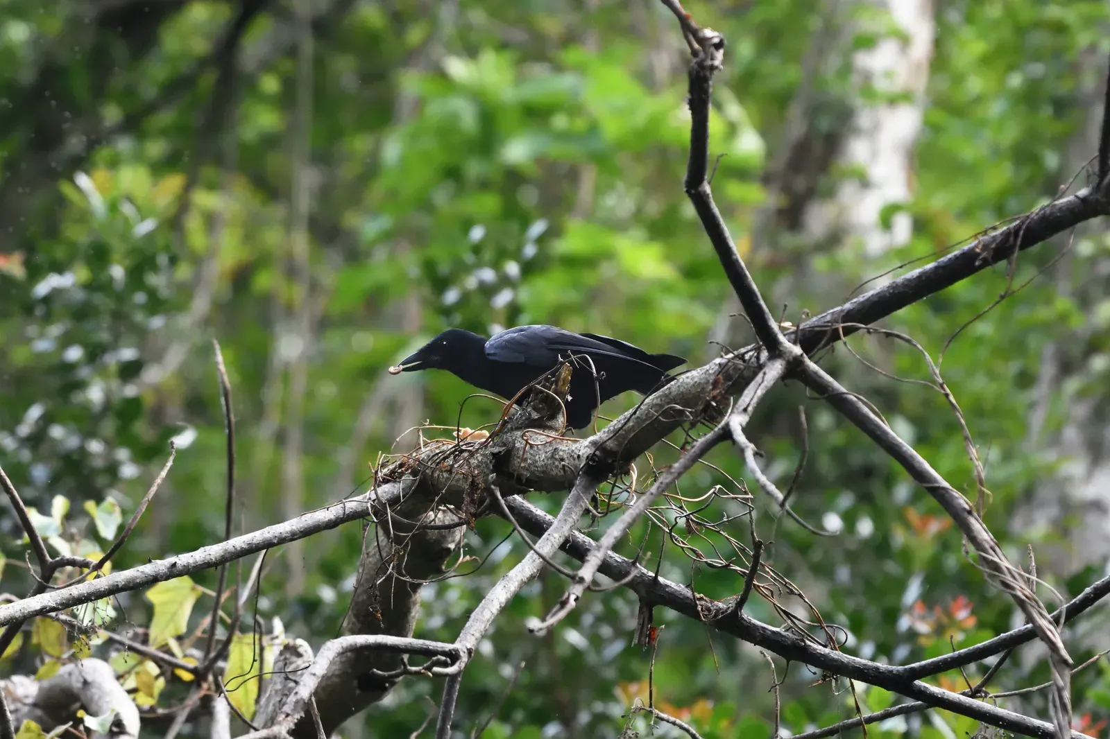 1. New Caledonian Crow – The Master Toolmaker (By Yi-Kai Tea, CC BY-SA 4.0)