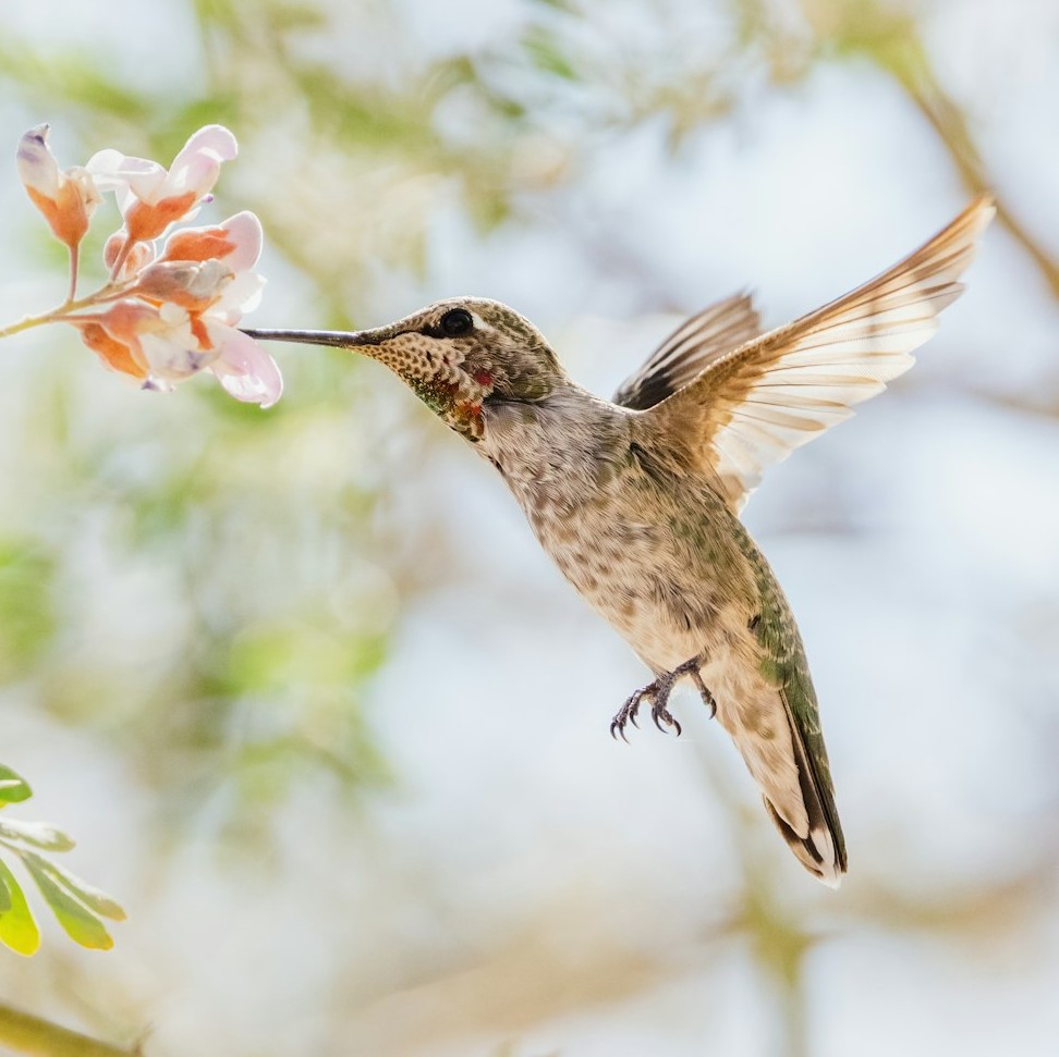 Metabolic Magic in Thin Air (Image Credits: Unsplash)