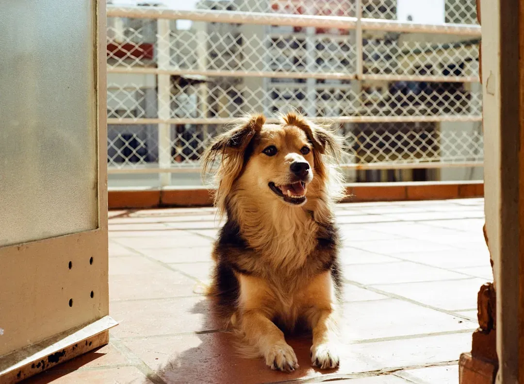 Your Dog Is Bored and Looking for Something - Anything - to Do (Image Credits: Unsplash)