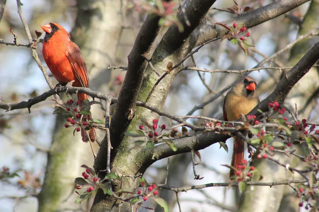 Keeping the Tradition Alive: Sharing Cardinal Stories With the Next Generation (Indiana Ivy Nature Photographer, Flickr, CC BY 2.0)