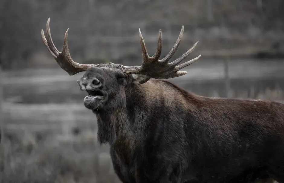 Staying Calm in Moose Country: An Opinionated Reality Check (Image Credits: Pexels)