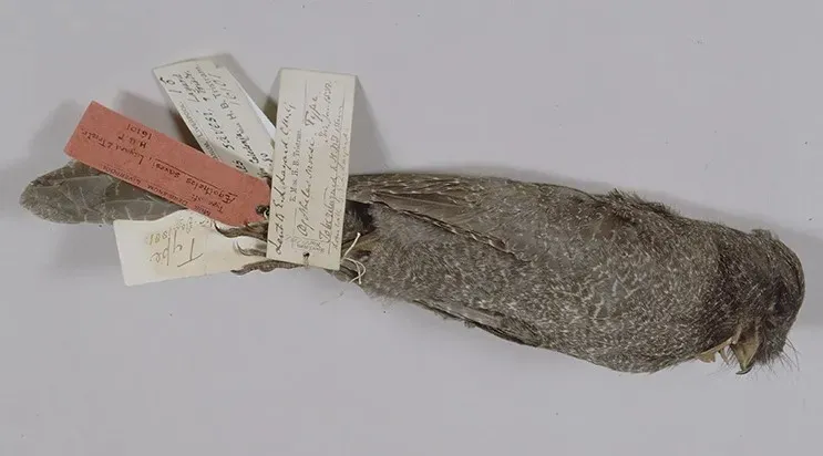 #4 - New Caledonian Owlet-Nightjar (By Vertebrate Zoology Curator, CC BY 4.0)