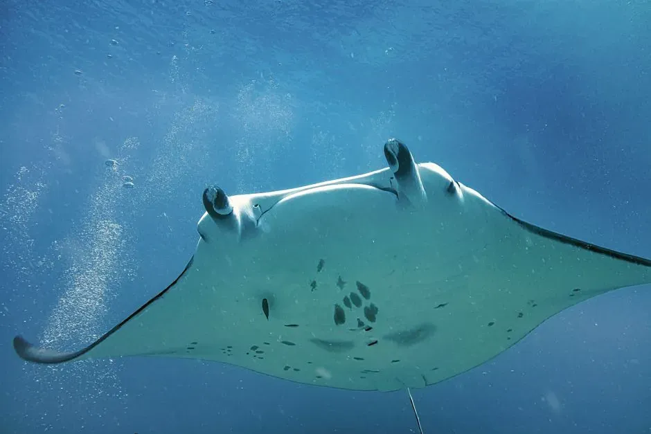 How Filter Feeding Works in a Manta’s Mouth (Image Credits: Pexels)