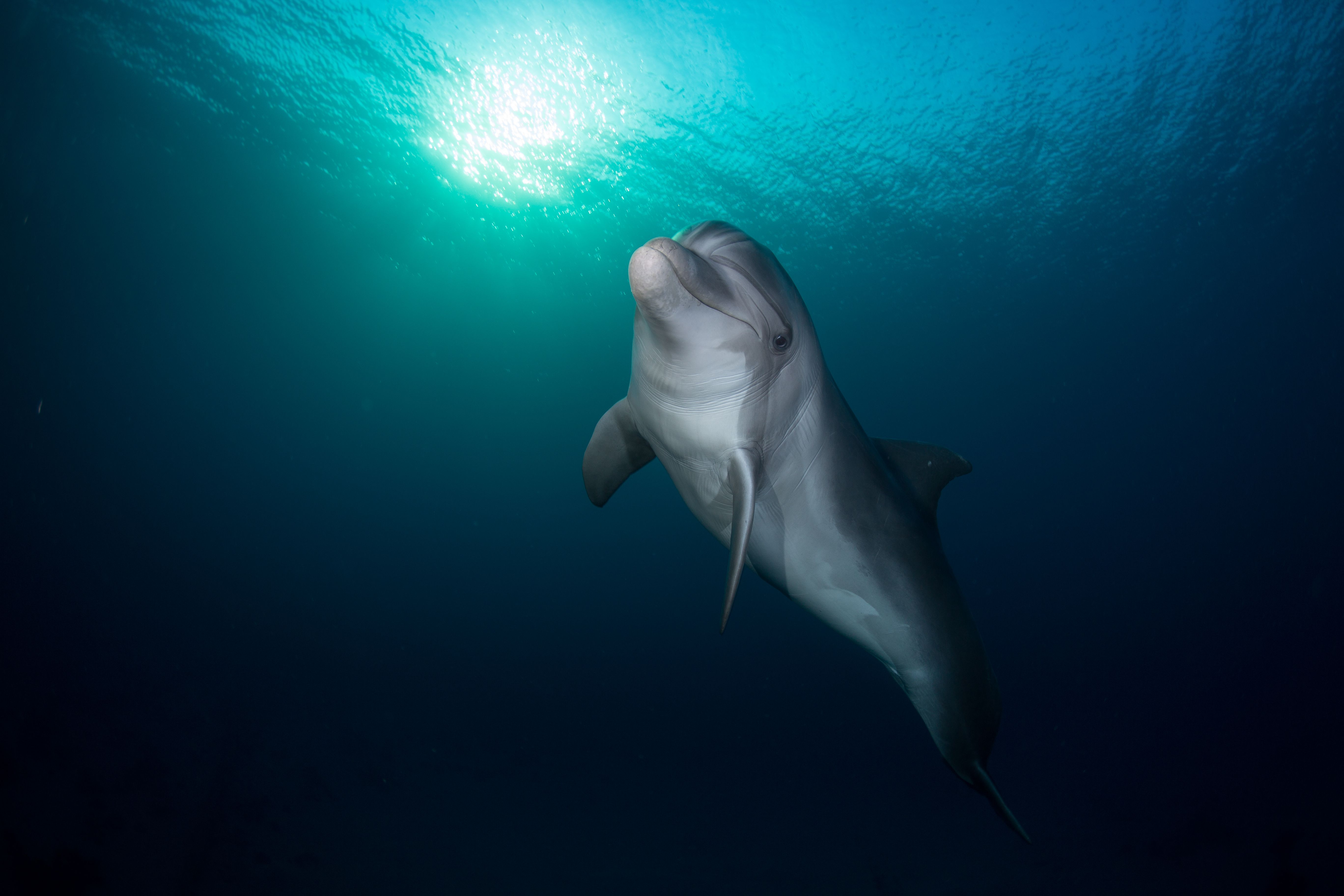The Science Behind Dolphin Long-Distance Communication (Image Credits: Wikimedia)